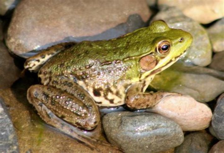 Do frogs get attached to humans?