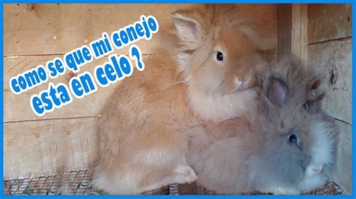 ¿Pueden los conejos aparearse con las liebres? – Celebrity.fm