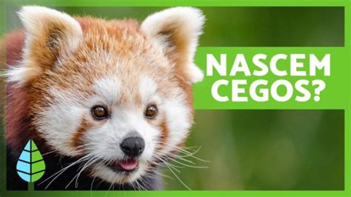 Rocket é um panda vermelho? – Celebrity.fm