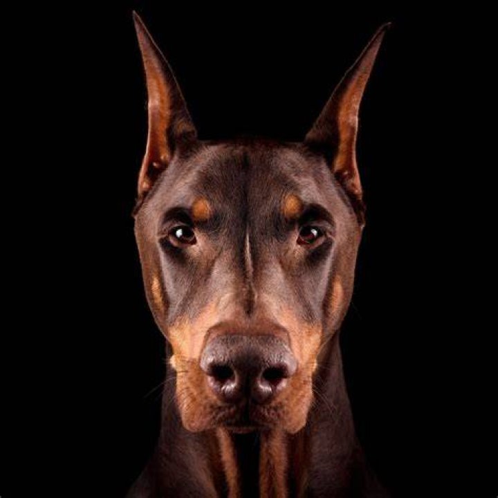 Ruby Doberman (Dog) - Age, Birthday, Bio, Facts, Family, Net Worth, Height & More