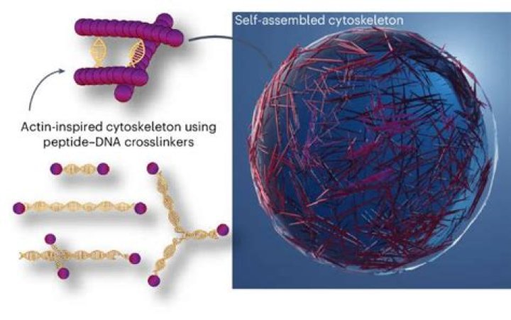 Scientists Create Artificial Cells That Act Like Living Cells