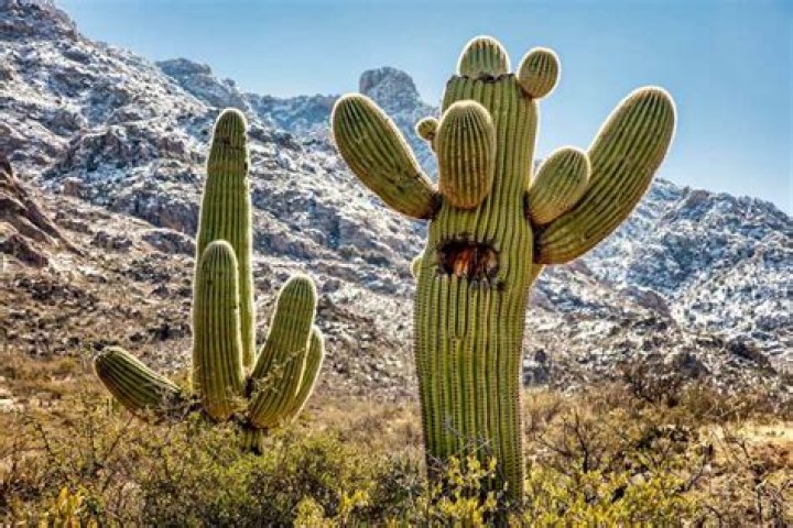 What is Neville’s cactus?